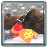 IMG_0558-
