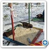 IMG-20260128-WA0009