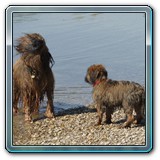 unsere Hunde und wir (11)