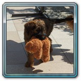 unsere Hunde und wir (12)