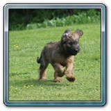 unsere Hunde und wir (13)