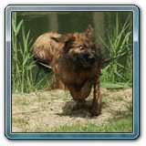 unsere Hunde und wir (15)