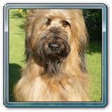 unsere Hunde und wir (19)