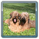 unsere Hunde und wir (2)