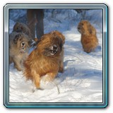 unsere Hunde und wir (22)