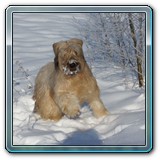 unsere Hunde und wir (25)