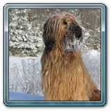 unsere Hunde und wir (26)