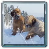 unsere Hunde und wir (27)