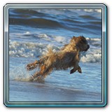 unsere Hunde und wir (3)