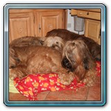 unsere Hunde und wir (32)