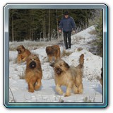 unsere Hunde und wir (33)