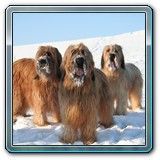 unsere Hunde und wir (35)