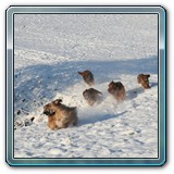 unsere Hunde und wir (36)