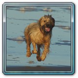 unsere Hunde und wir (4)