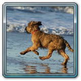 unsere Hunde und wir (5)