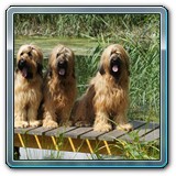 unsere Hunde und wir (6)