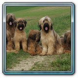 unsere Hunde und wir (7)
