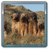 unsere Hunde und wir (8)