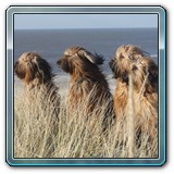 unsere Hunde und wir (9)